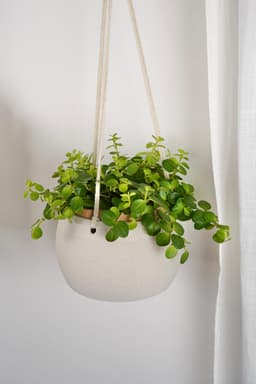 COCOS Hanging Planter 3d model