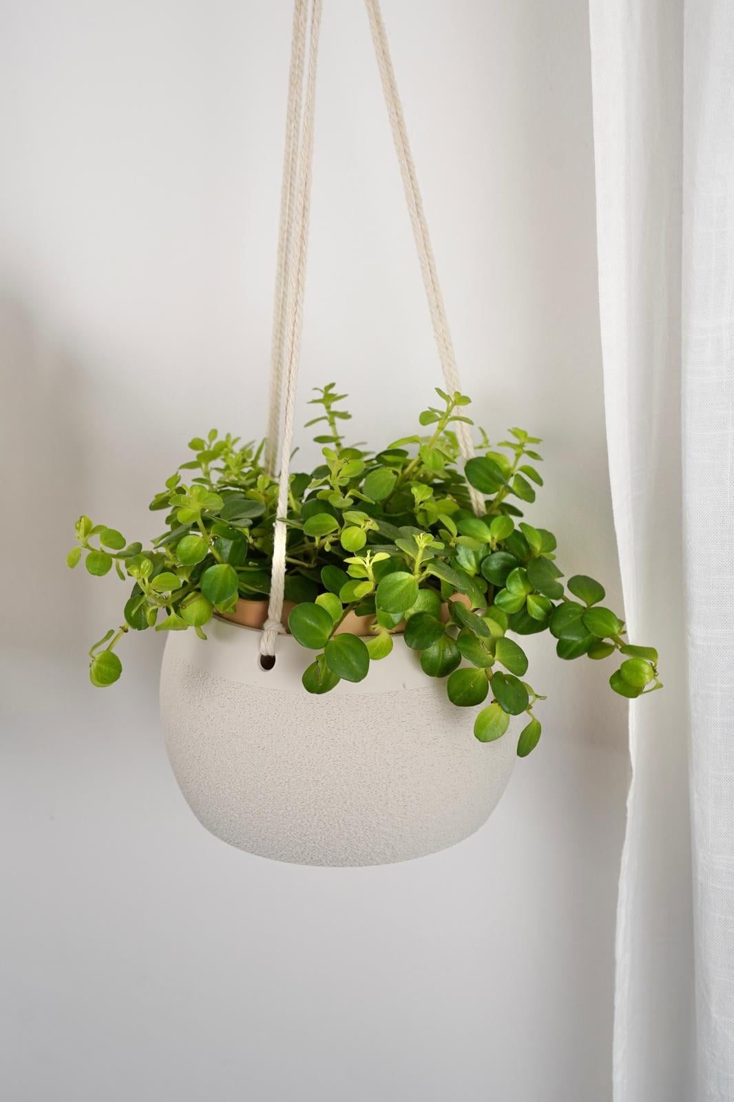 COCOS Hanging Planter 3d model