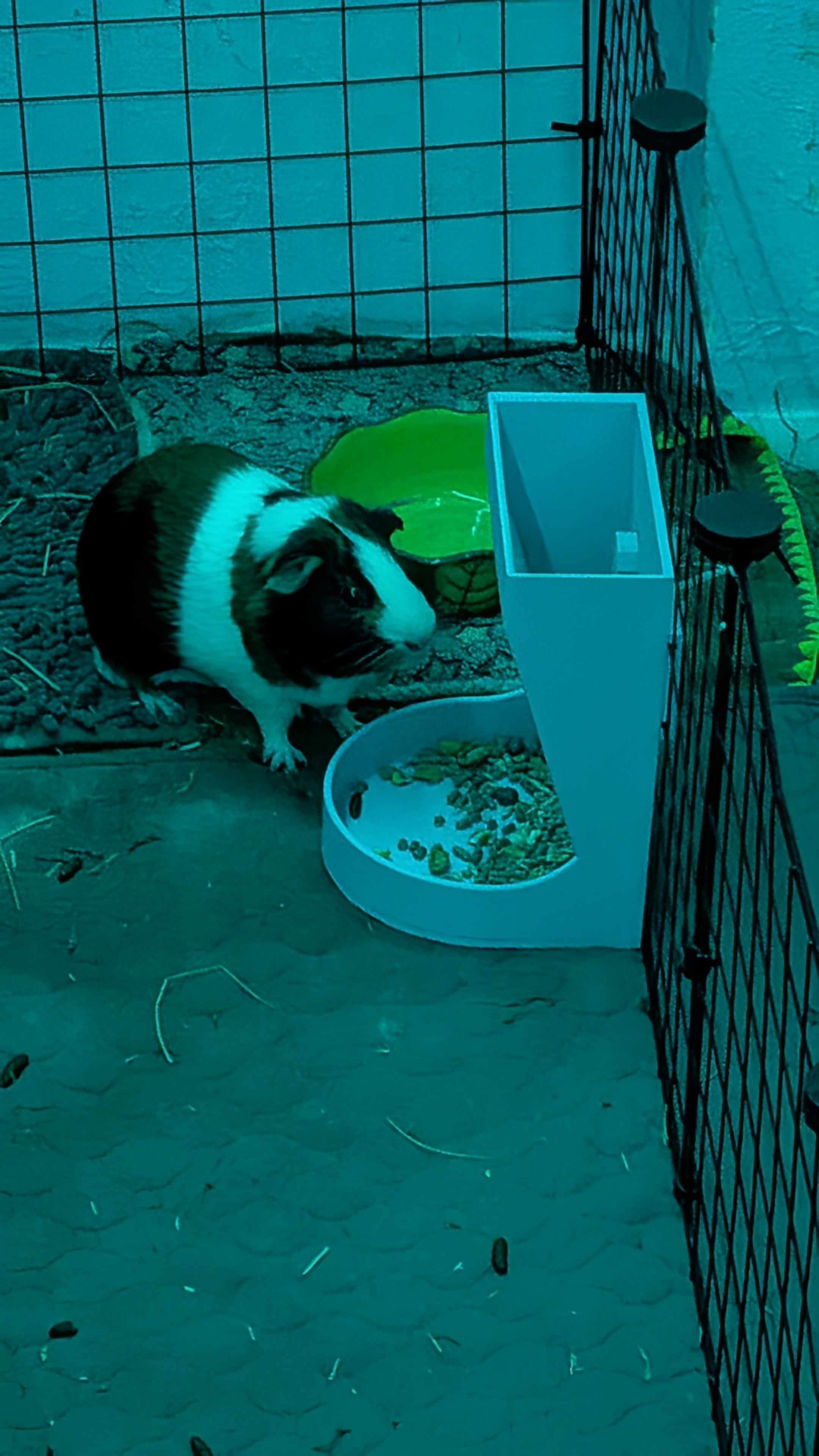 Guinea pig feeder.stl 3d model