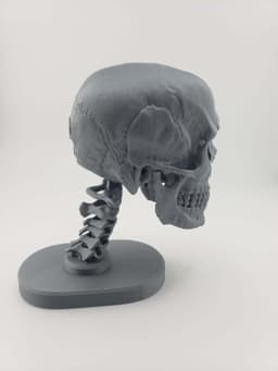 Skull Anatomy 3d model