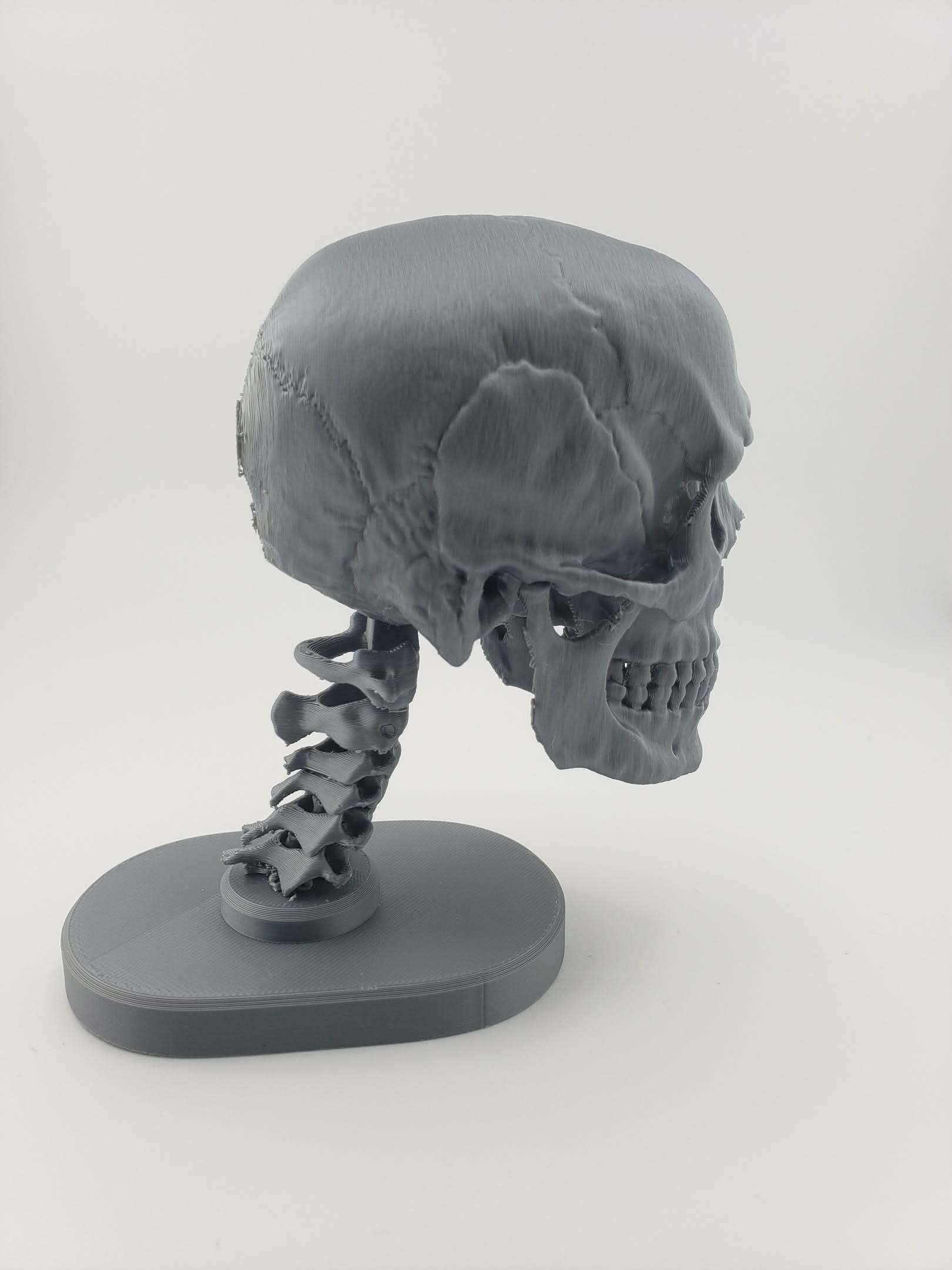 Skull Anatomy 3d model
