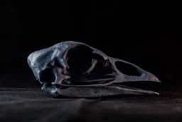 Turkey Skull (Pre Supported) 3d model