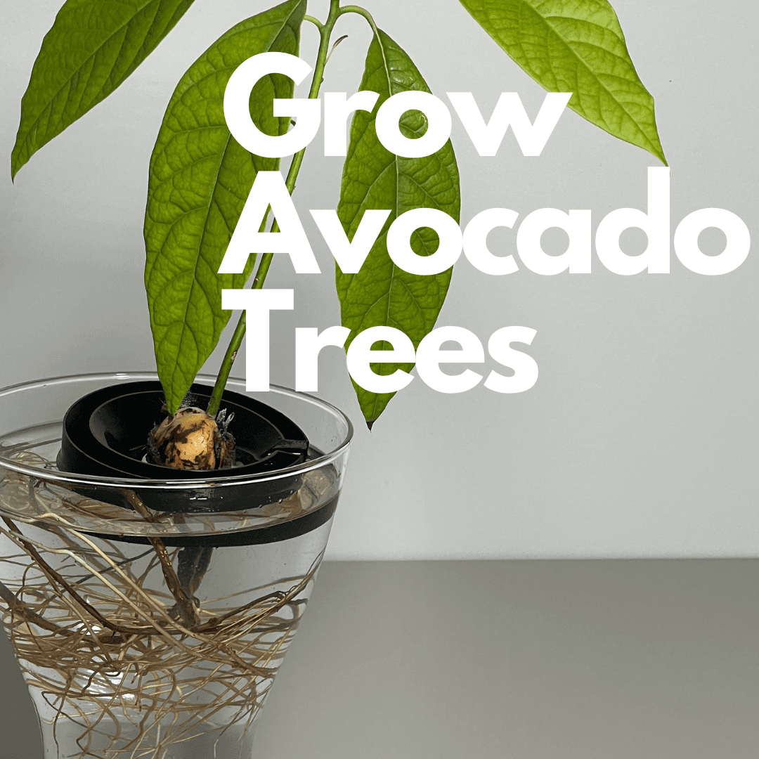 Grow Avocado Seed - Avocado Float 3d model