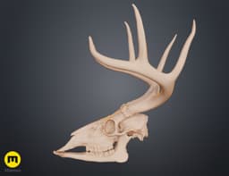 White-Tailed Deer Skull (Odocoileus Virginianus) 3d model