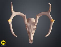 White-Tailed Deer Skull (Odocoileus Virginianus) 3d model