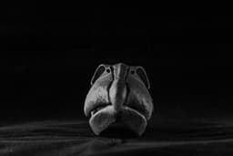 Shoebill Stork Skull (Pre Supported) 3d model
