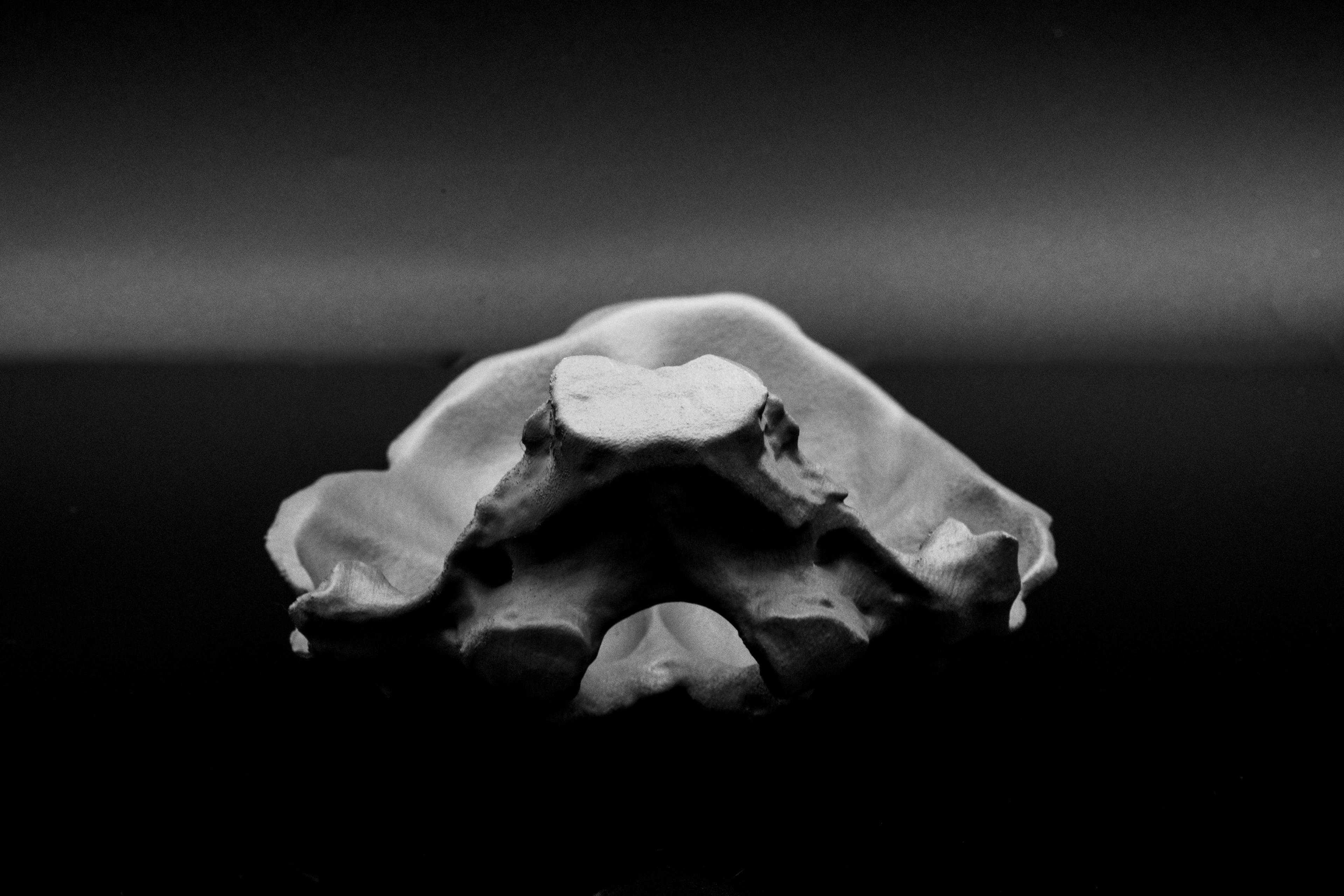 Occipital Bone Bowl 3d model