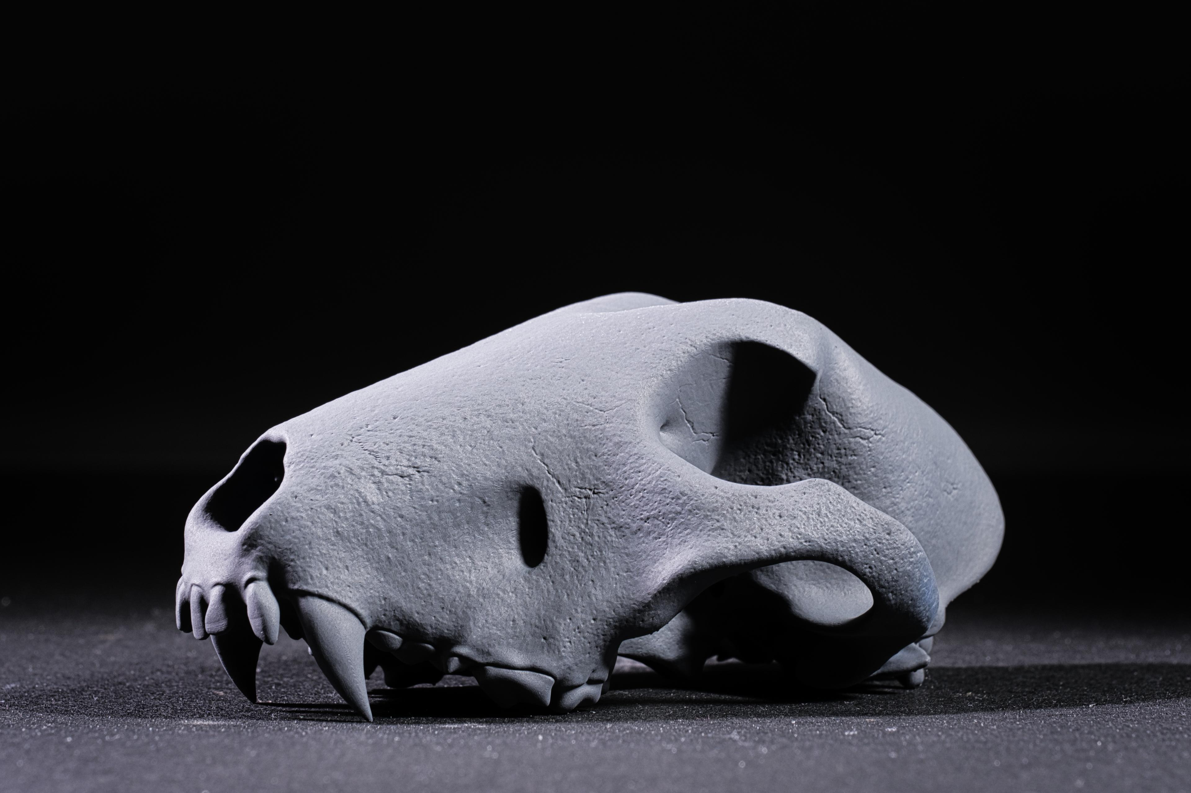 Bull Terrier Skull 3d model