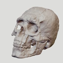 Realistic neanderthal human skull replica home decor figurine 3d model