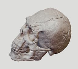 Realistic neanderthal human skull replica home decor figurine 3d model
