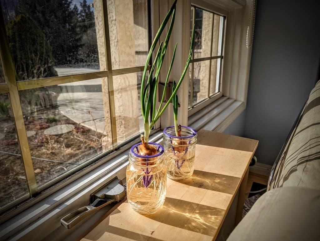 Mason Jar Bulb Sprouter 3d model