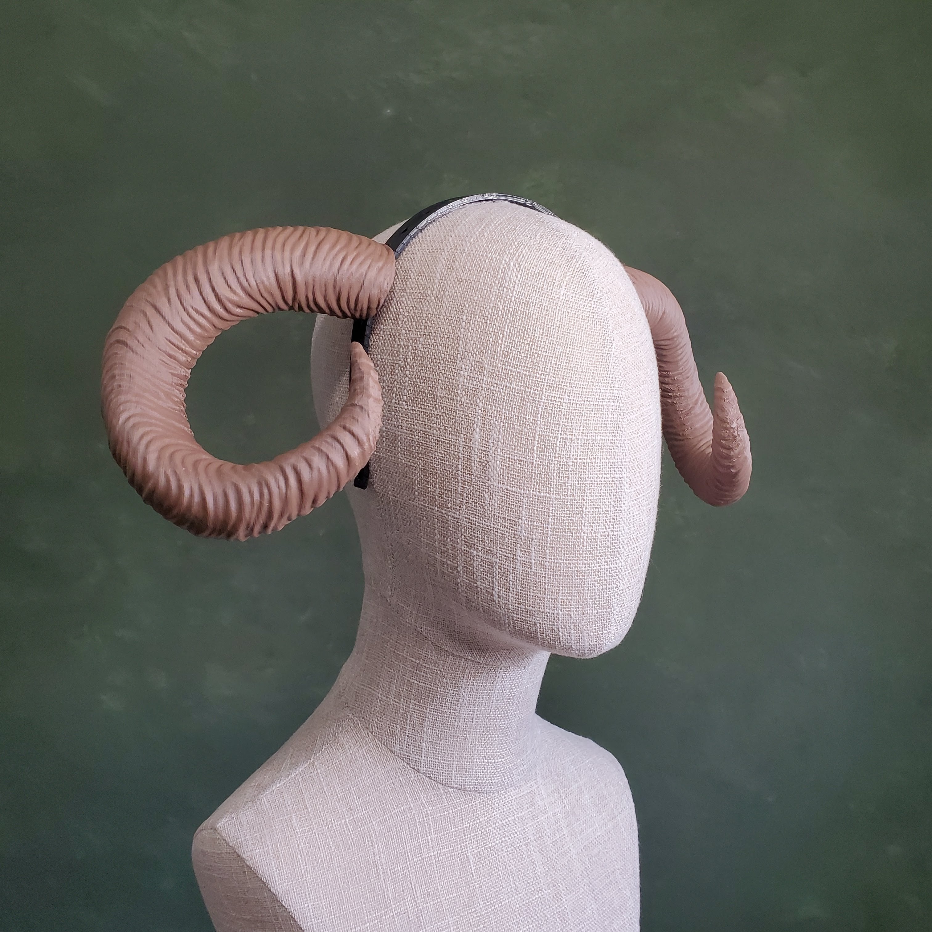 Celine | Medium Curled Horns 3d model