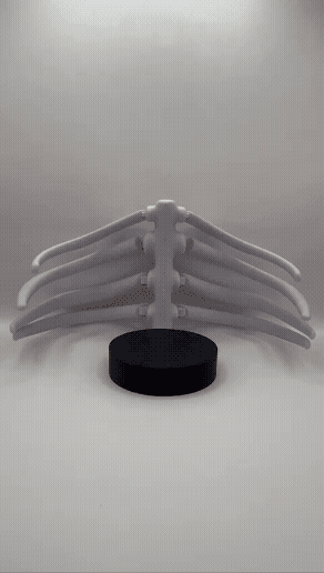 ARTICULATED RIBS COASTER 3d model
