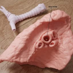 Human Lung Anatomy Modular Educational Model 3d model