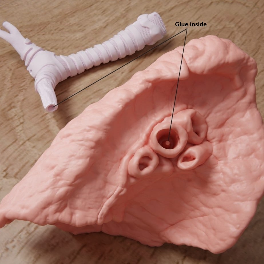 Human Lung Anatomy Modular Educational Model 3d model