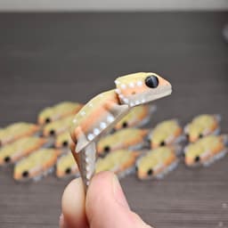 MiniMonster#5 Bearded Dragon Flexi Articulated 3d model