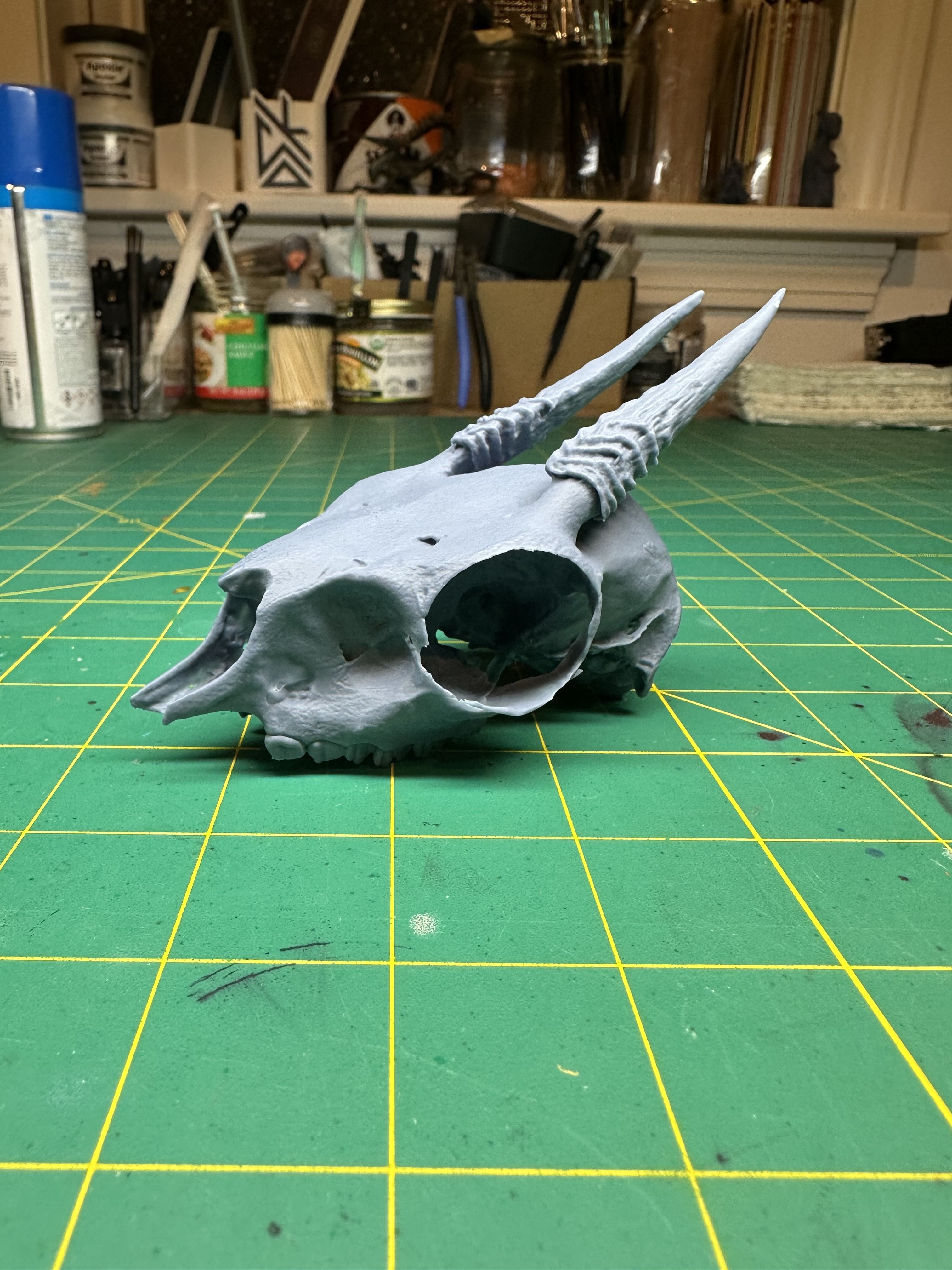 Dik-Dik Skull 3d model