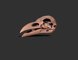 Rook Skull (Corvus Frugilegus) 3d model