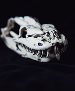 Python Snake Skull 3d model