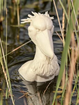 Shoebill Stork - A Living Dinosaur. 3d model