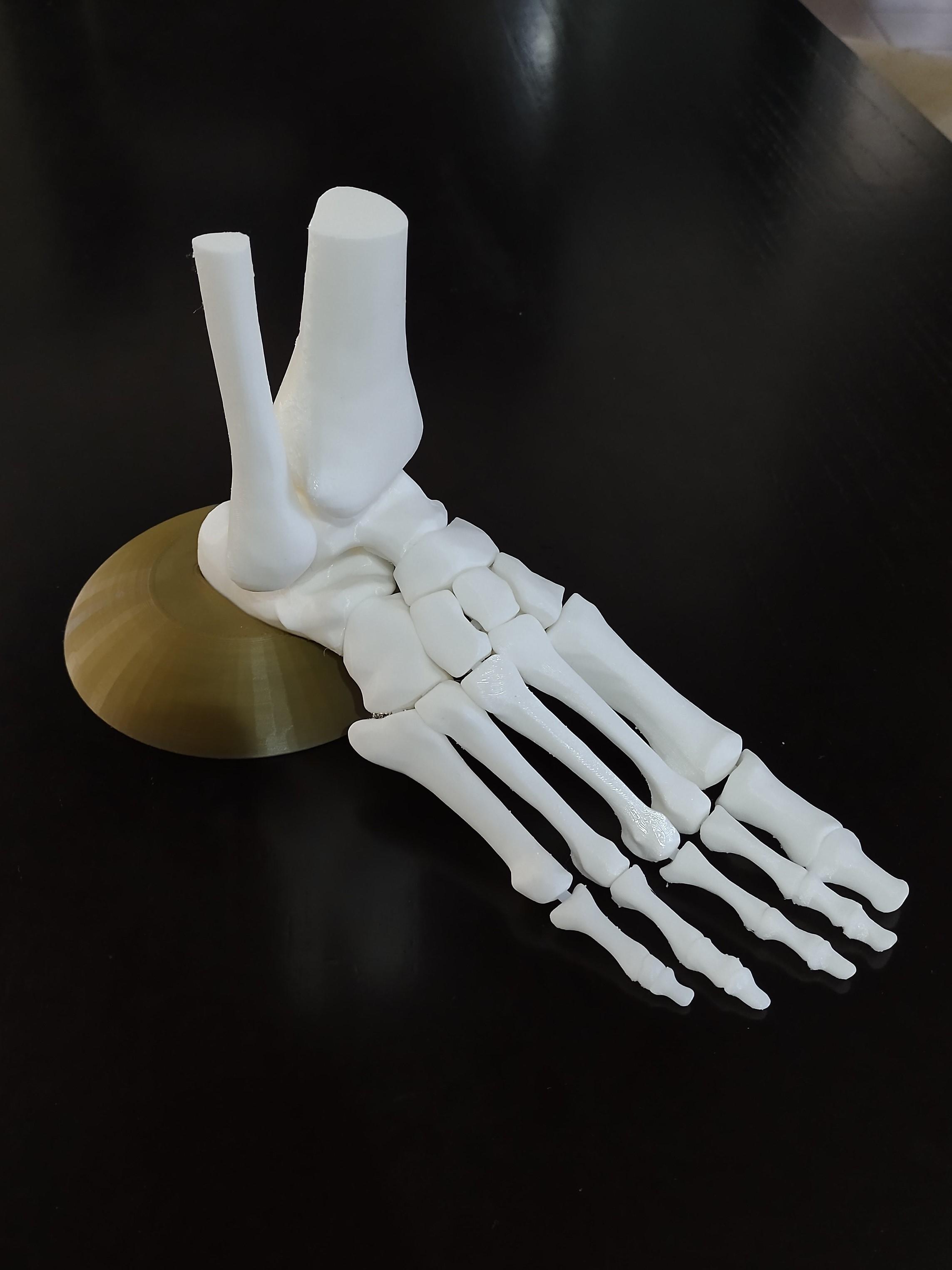 Full Size Anatomically Correct Human Foot Model 3d model