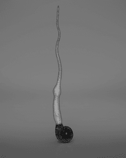 Peter Pettigrew’s Wand - Harry Potter 3d model