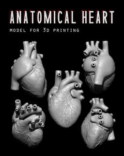 Anatomical Human Heart 3d model