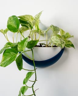 Half Dome Wall Planter 3d model