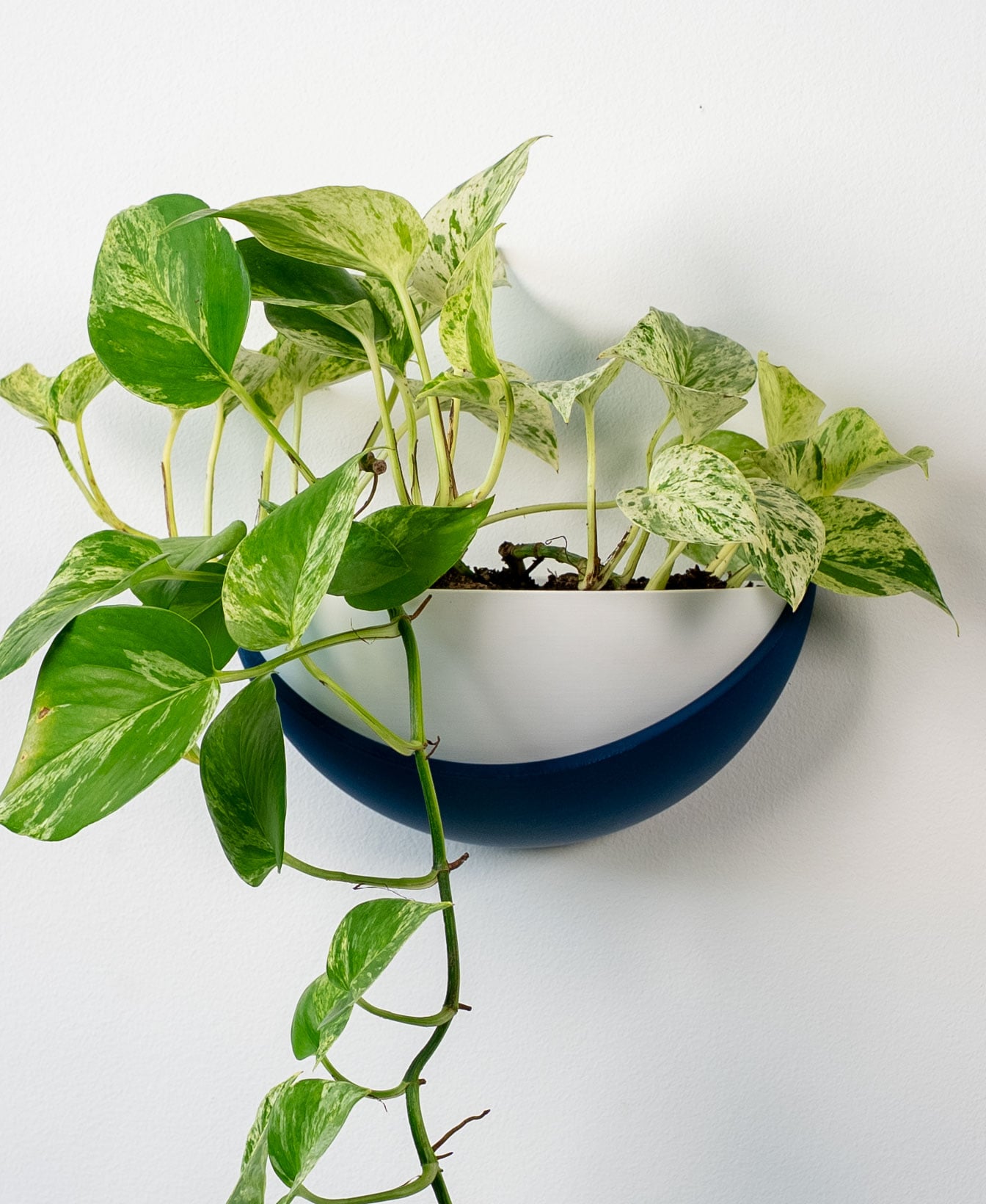 Half Dome Wall Planter 3d model