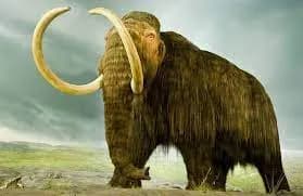 woolly mammoth 3d model