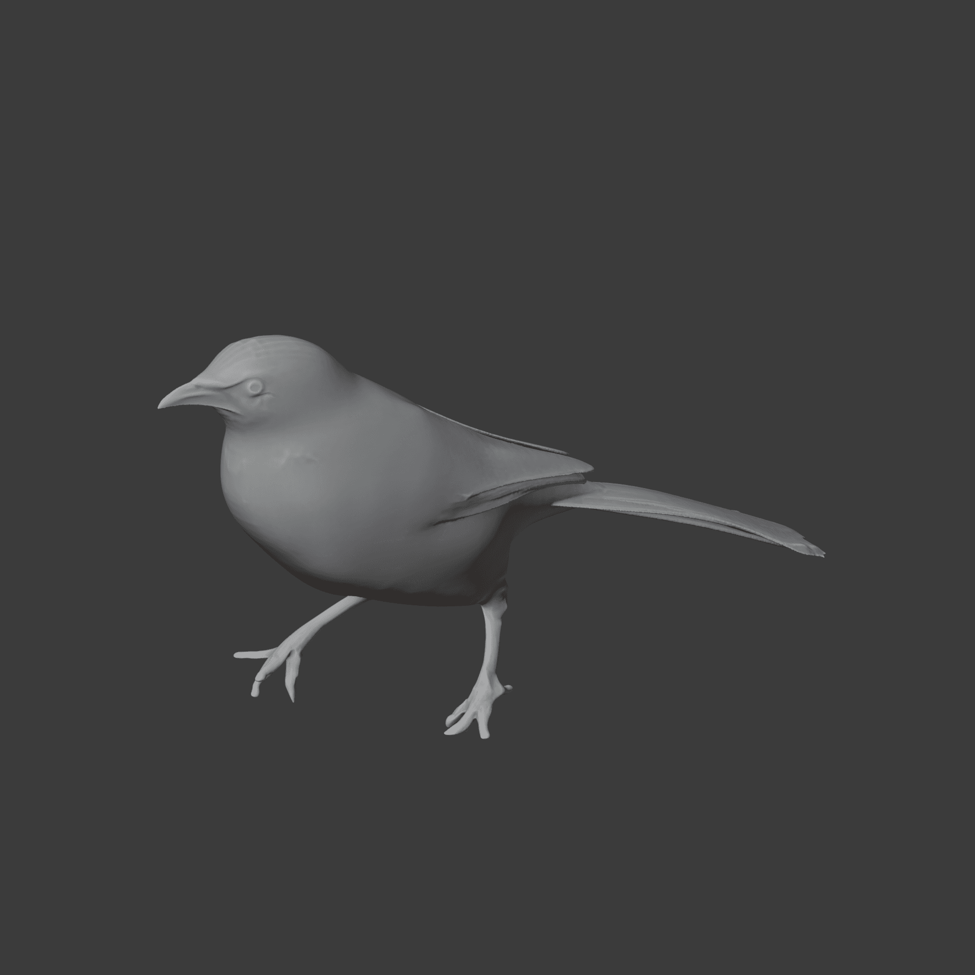 Babbler Bird 3d model