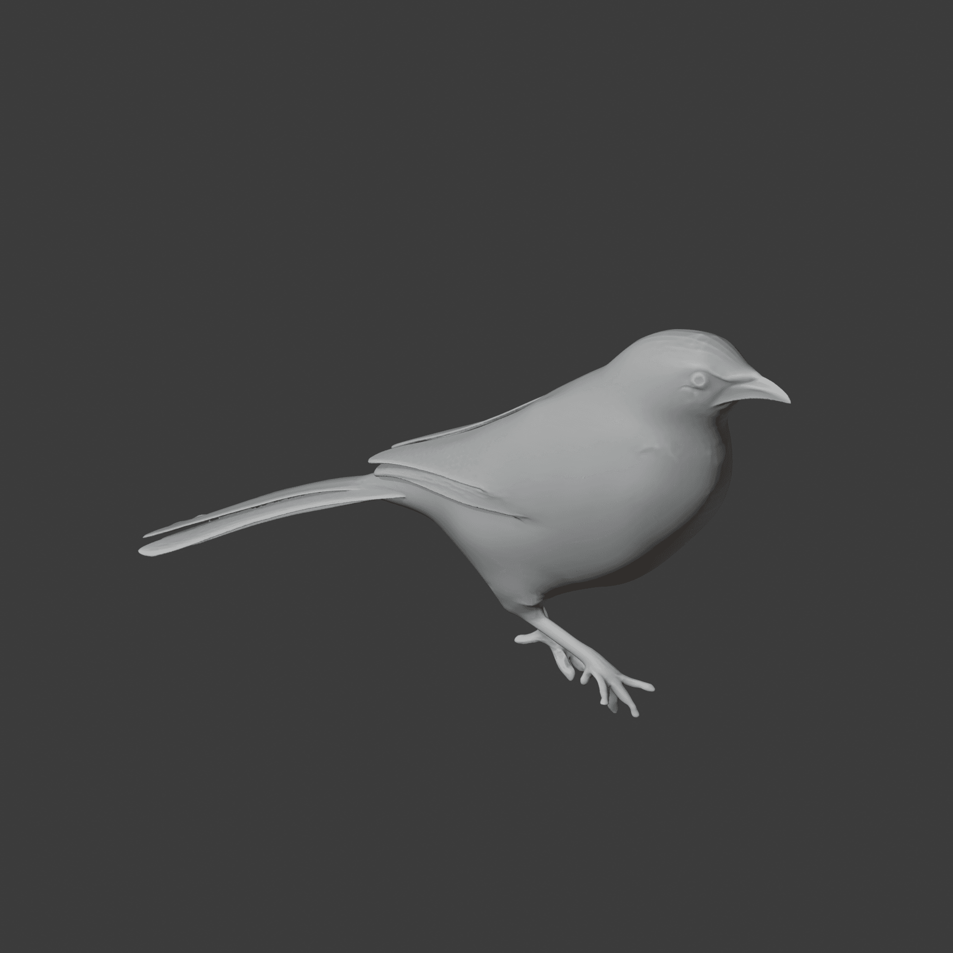 Babbler Bird 3d model