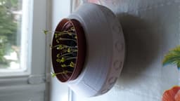 Flower pot.stl - Growing some Cress salad - 3d model