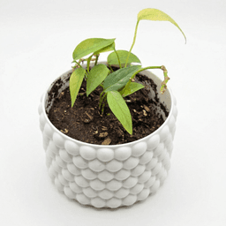 Bubble Planter 3d model