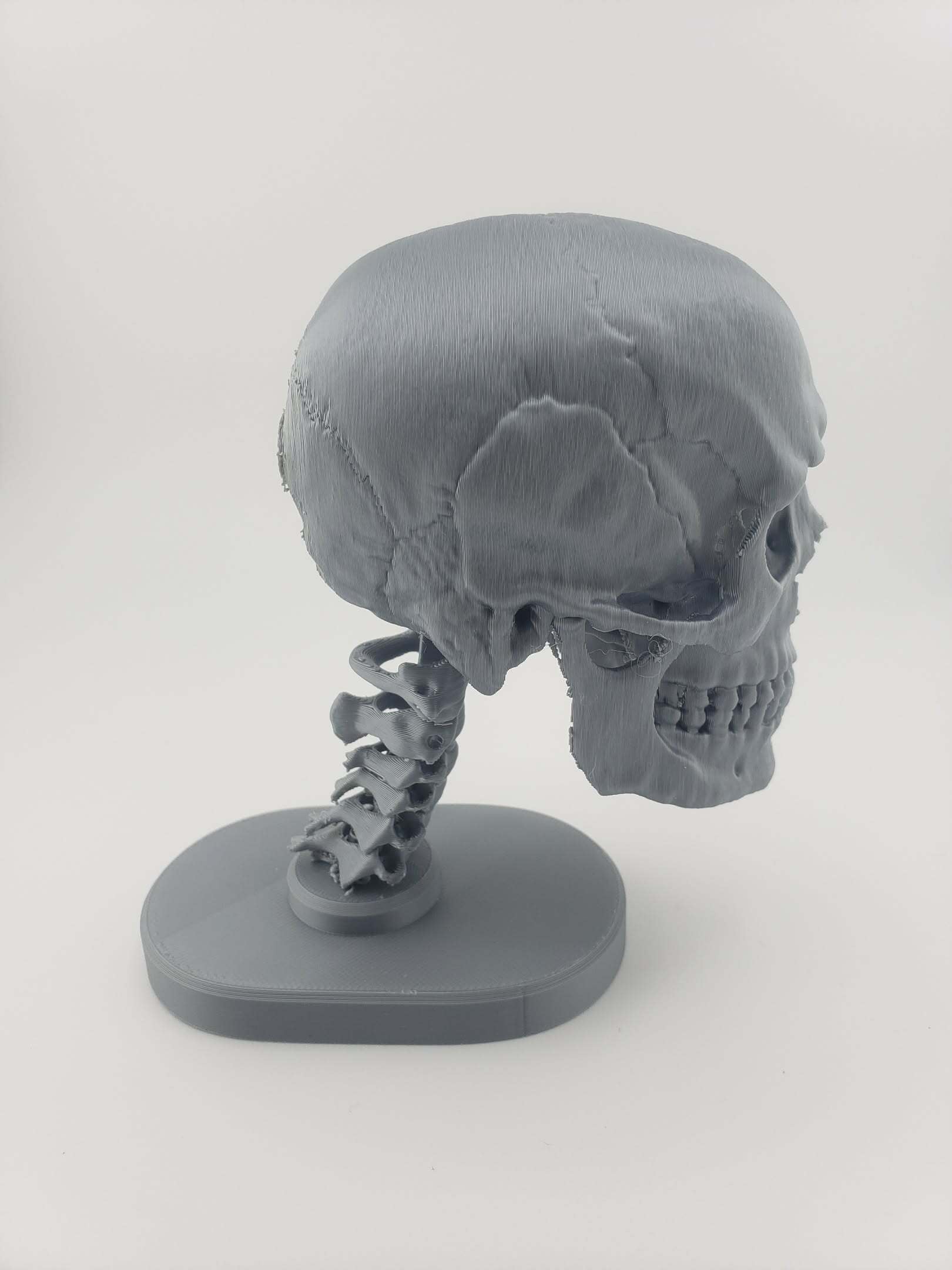 Skull Anatomy 3d model