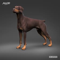 Doberman Pinscher Natural Ears Docked Tail 3D Print Pose 07 3d model