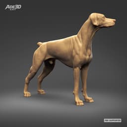 Doberman Pinscher Natural Ears Docked Tail 3D Print Pose 07 3d model