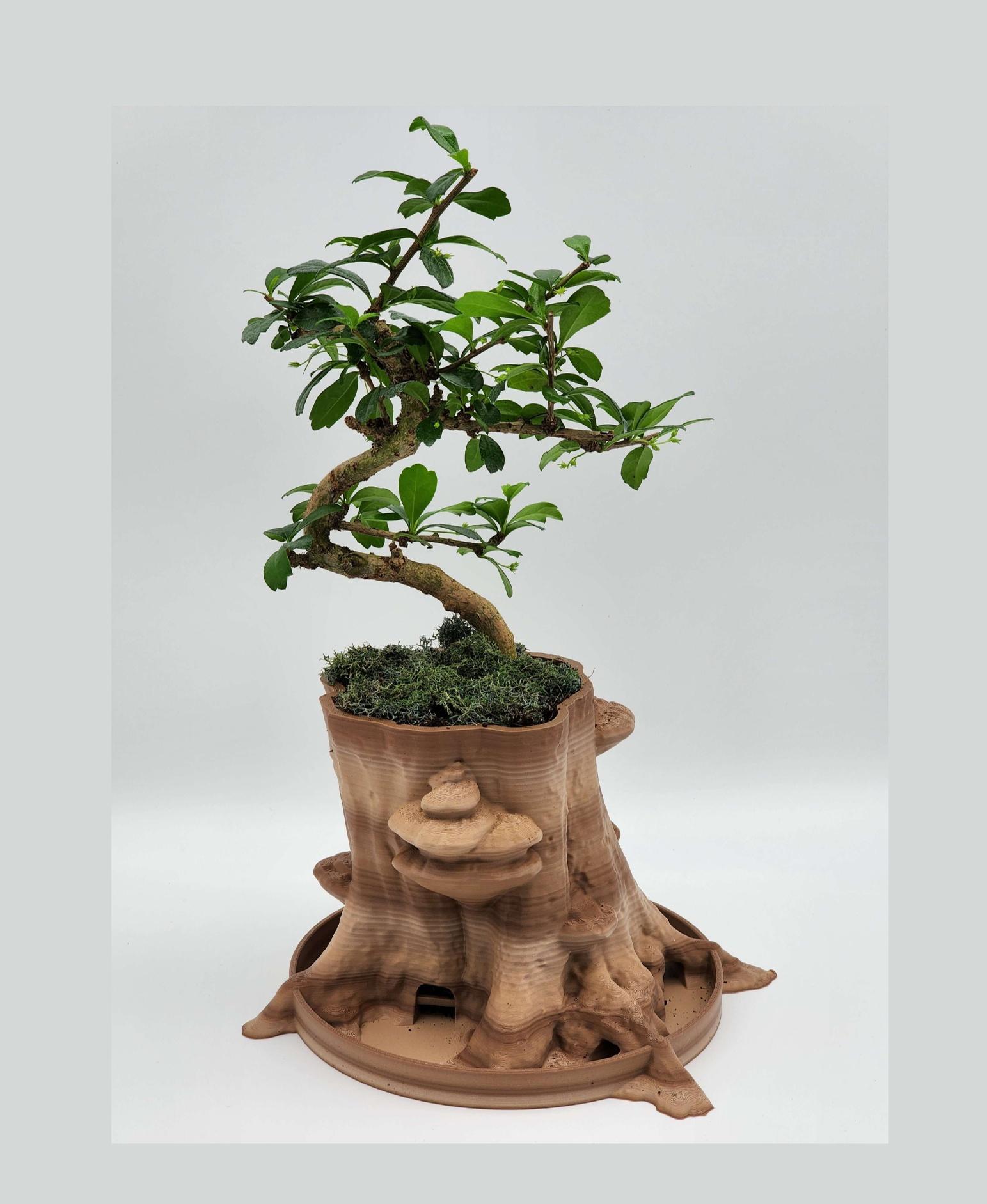 Planter “Sylvatica Tree” 3d model