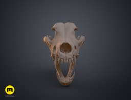Wolf Skull (Canis Lupus) 3d model