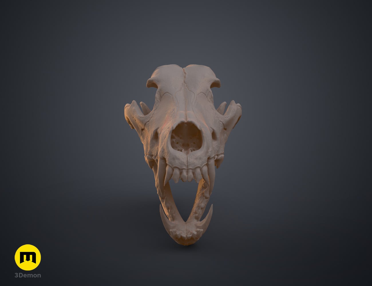 Wolf Skull (Canis Lupus) 3d model