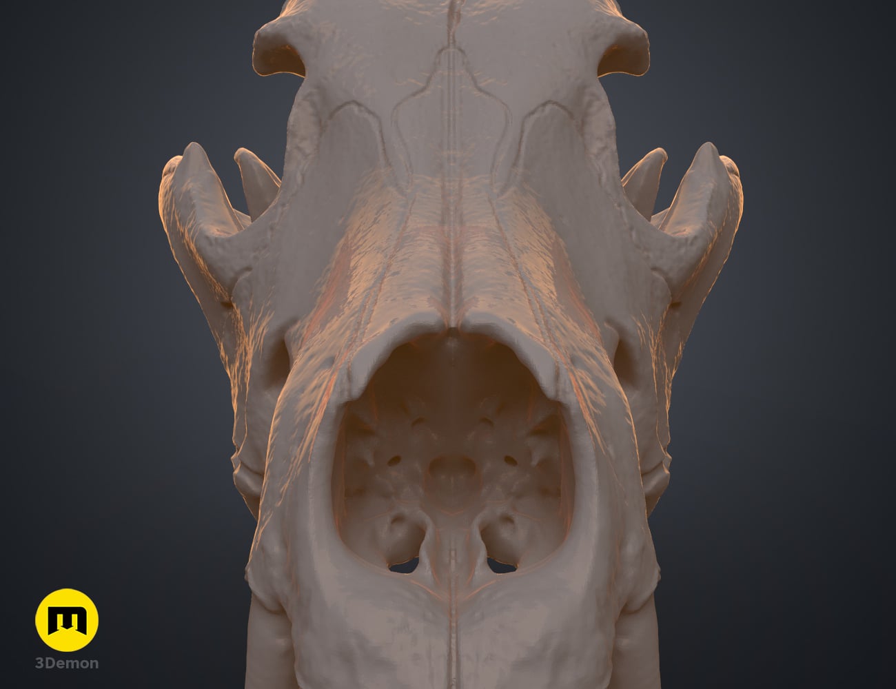 Wolf Skull (Canis Lupus) 3d model