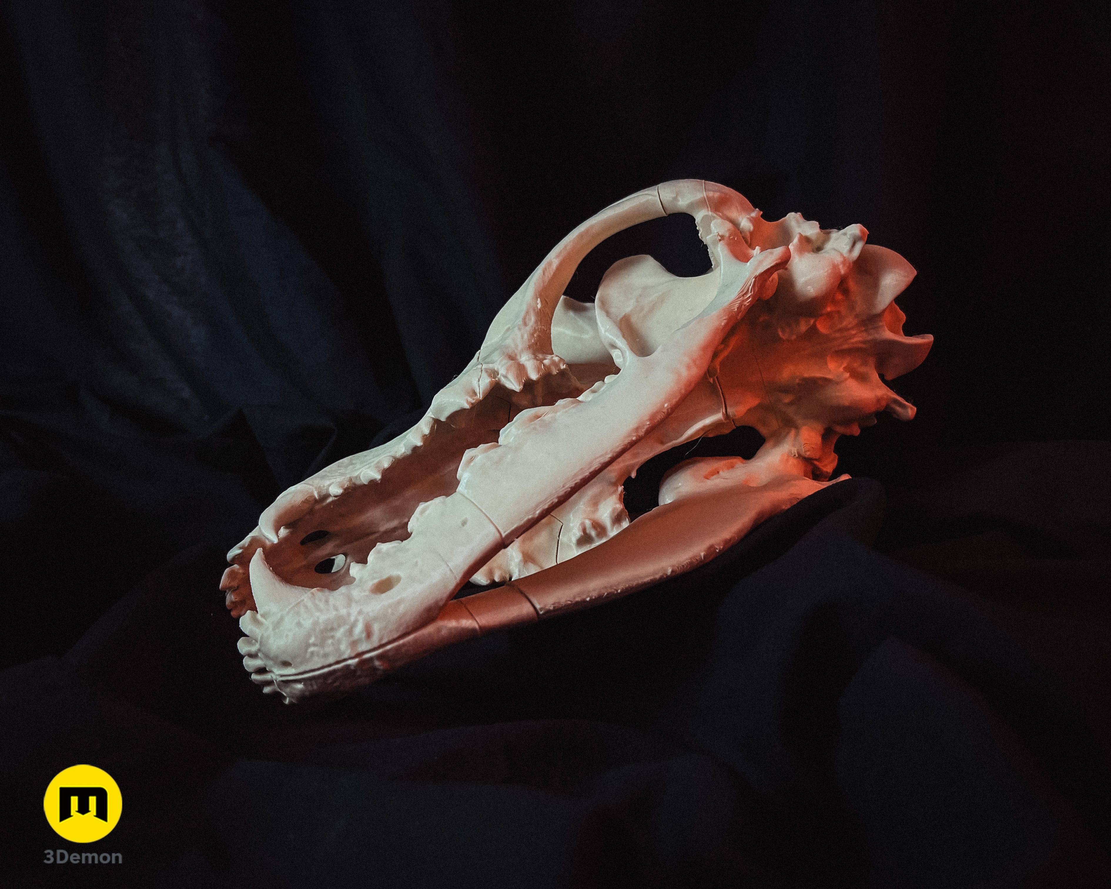 Wolf Skull (Canis Lupus) 3d model