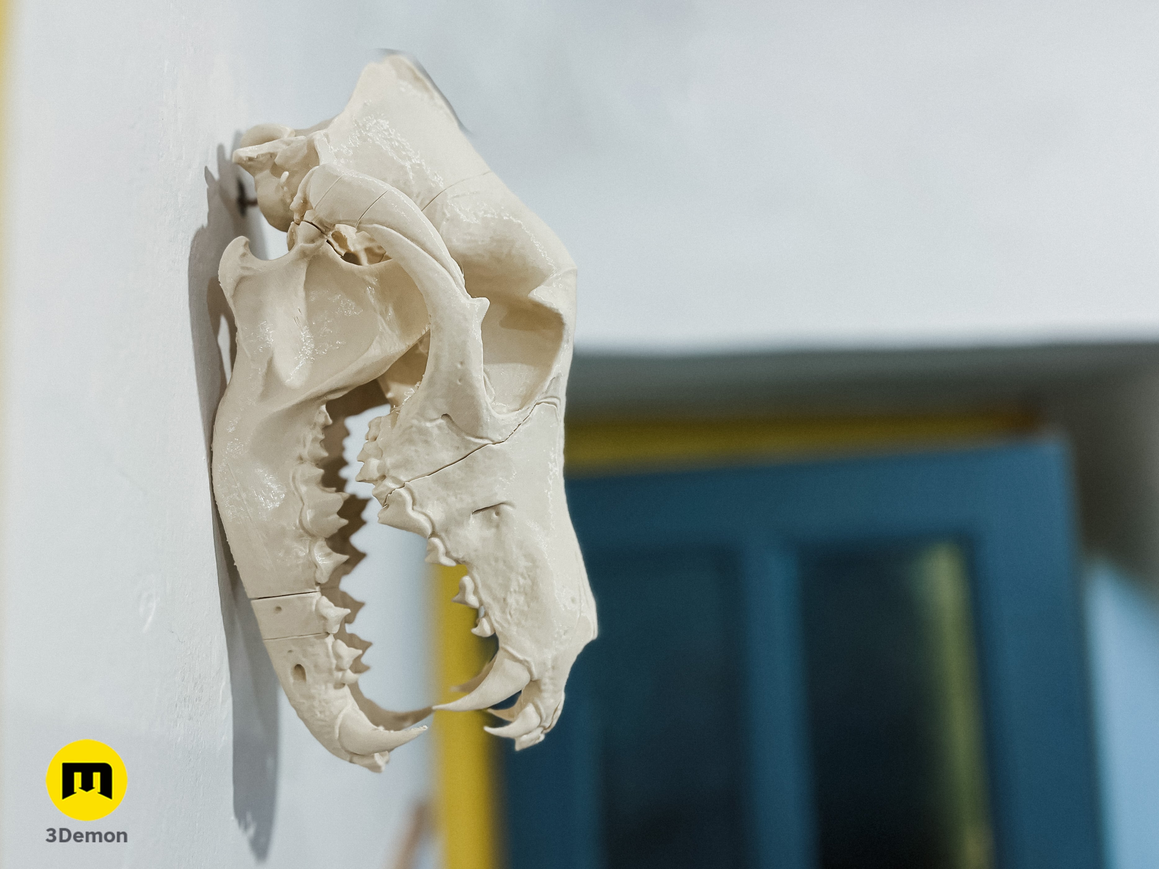 Wolf Skull (Canis Lupus) 3d model