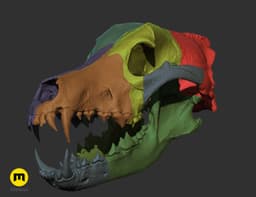 Wolf Skull (Canis Lupus) 3d model