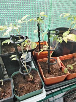 Easy Cage - Seedling Supports 3d model