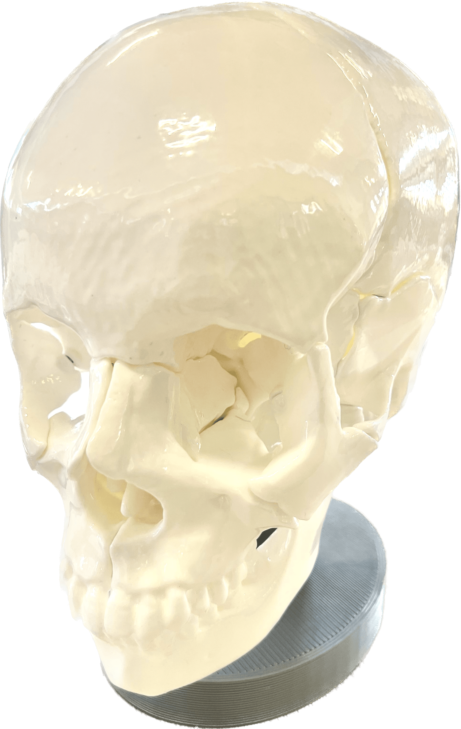 Full Size Anatomically-Correct 18-Piece Magnetic Human Skull Model - Fully-assembled skull - 3d model
