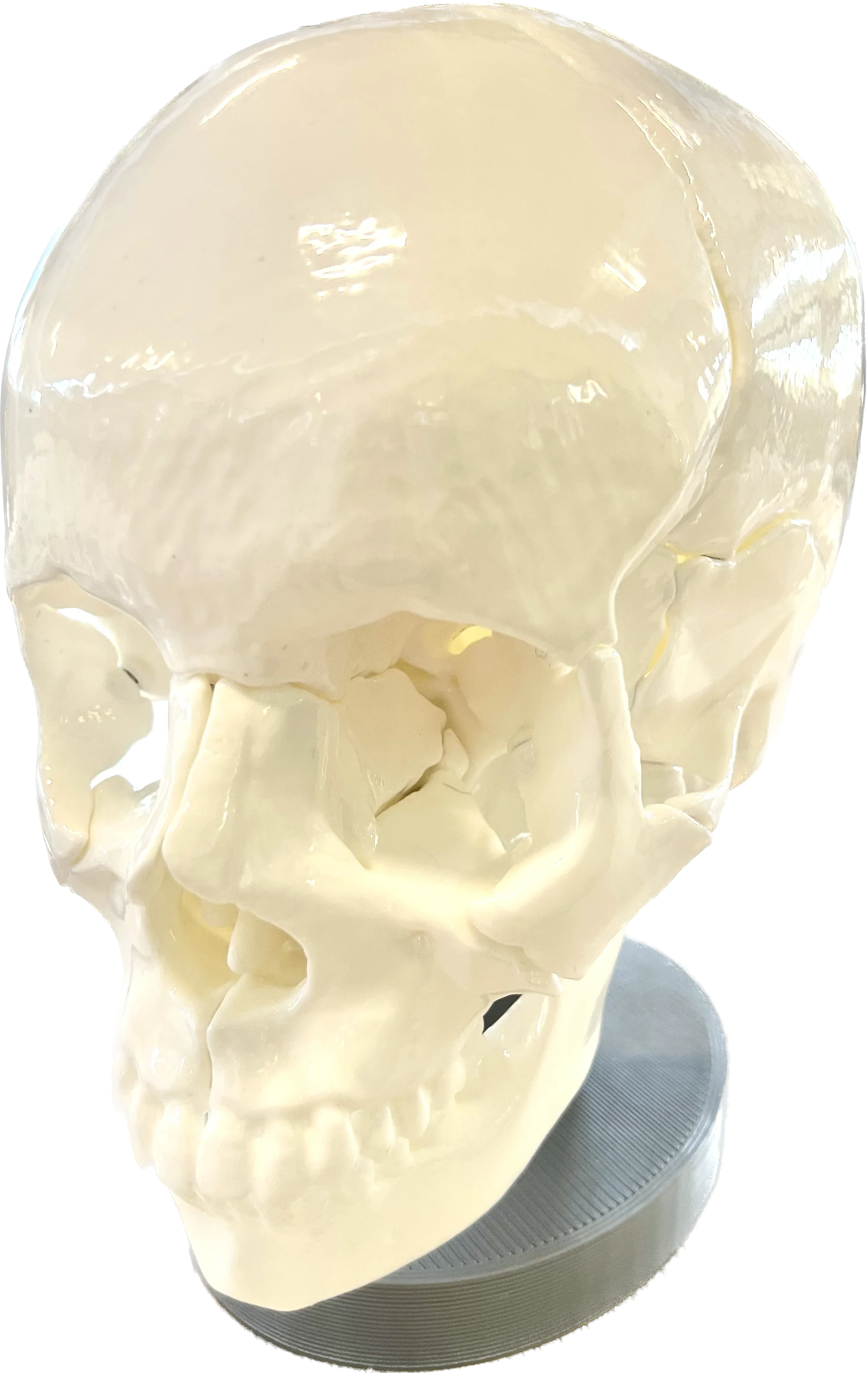 Fully-assembled skull