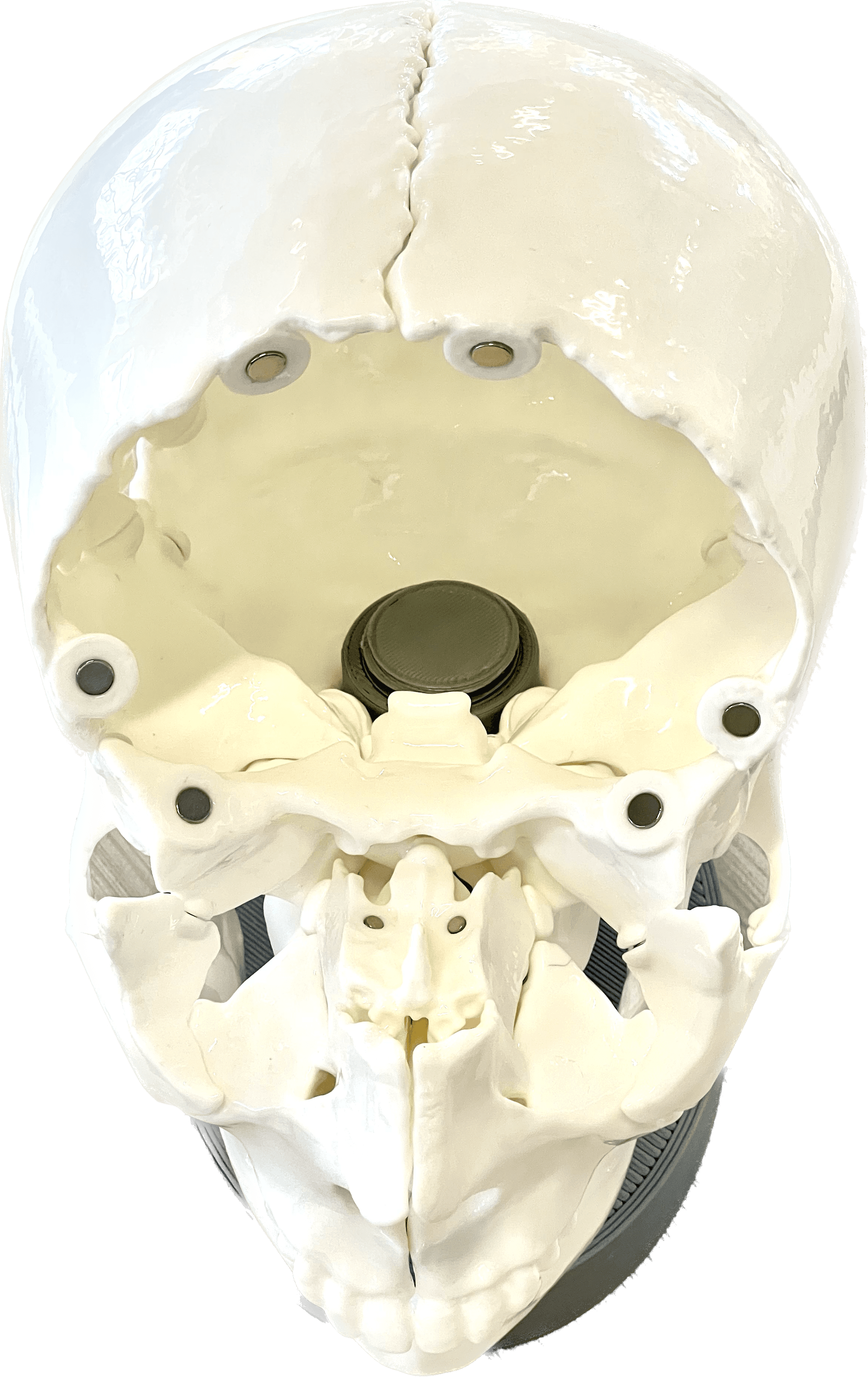 Full Size Anatomically-Correct 18-Piece Magnetic Human Skull Model - Assembled skull with frontal bone removed - 3d model