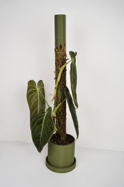 MOSS BUDDY - Moss Pole Starter Pack 3d model