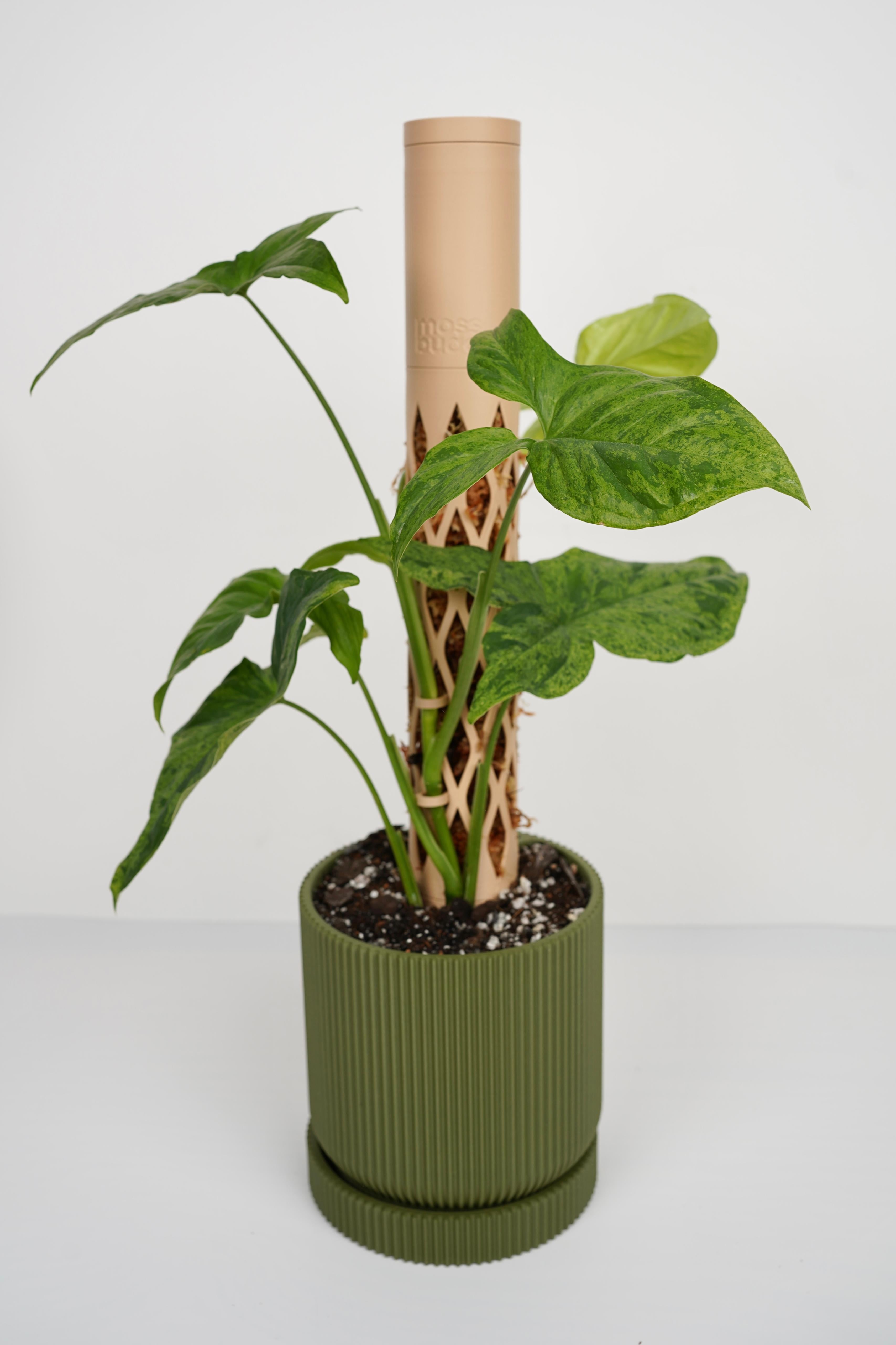 MOSS BUDDY - Moss Pole Starter Pack 3d model